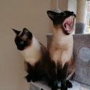 Riese3 avatar