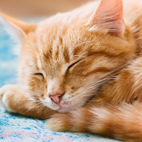 OrangeCat777 avatar