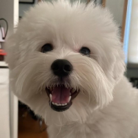 T i n e avatar