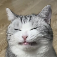 他喵的π avatar