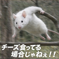 ーラスティー avatar