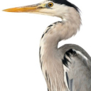 Héron avatar