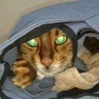 toraji avatar