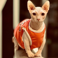 l Meow Meow l avatar