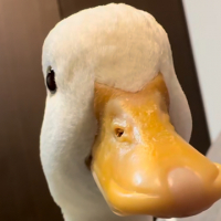 Duck오리 avatar
