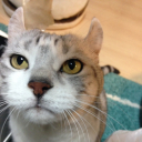ぬこnuko avatar
