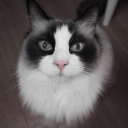 RumiRiri avatar