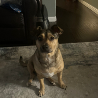 Dawgpnd35 avatar