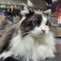 やまにゃん nyan avatar