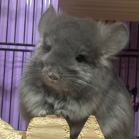 Porby avatar