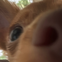 D Arracca avatar