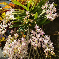 Ascocentrum avatar