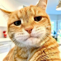 D Orange avatar