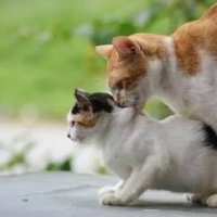 KUCING BIRAHI avatar