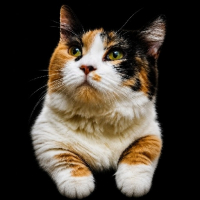 akuCuppa avatar