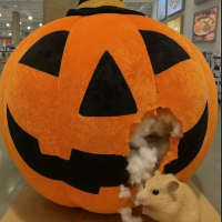 코스트코 Costco avatar