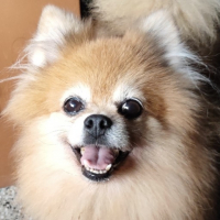 little joy avatar