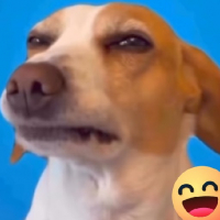 Kadu Ko avatar