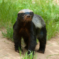 Höney Badger avatar