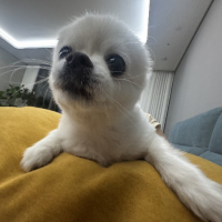 noble마담 avatar