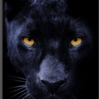 TheGamexec avatar