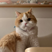 Conne The CaT avatar