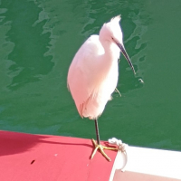 Gregorisl avatar