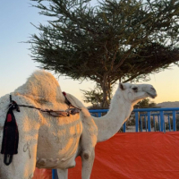 امجد عتب avatar