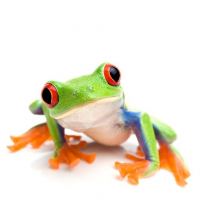 Stephielli avatar