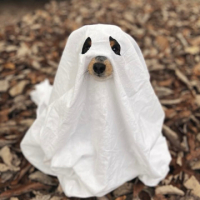 Ghostof65 avatar