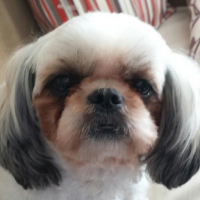 A Caju avatar