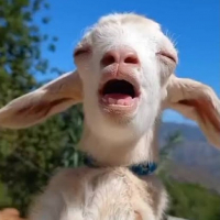 Mbéé avatar