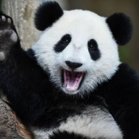 DrunkPandas avatar