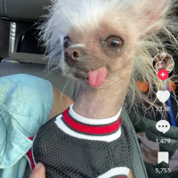 PeterPoorker avatar