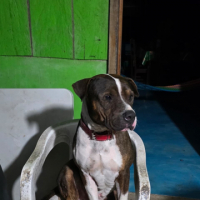 Azucar leche avatar