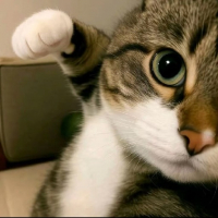 CANDY CAT avatar