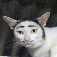 XIANYIIIIING avatar