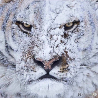 Tiger Serj avatar
