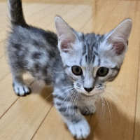 怜空亜紋 avatar
