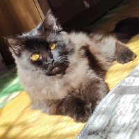 Darengga avatar