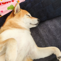 とりで avatar