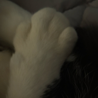 Tuxedo kitty avatar