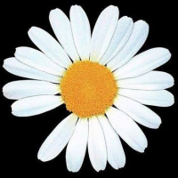 NOT MINE avatar