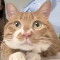 ᵐᵉʷmew avatar