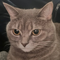 TaRasUA avatar