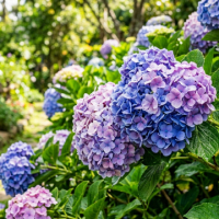 シ Hydrangea ໂ avatar