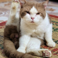 C HIM TO DẦN avatar