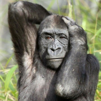 ᴮᴸᴬᶜᴷKong avatar