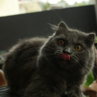 kucing abubu avatar