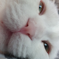 야옹이 Yaongie avatar